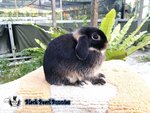 Black Otter Holland Lop - Holland Lop Rabbit