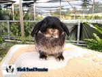 Black Otter Holland Lop - Holland Lop Rabbit