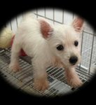 West Highland Terrier - West Highland White Terrier Westie Dog