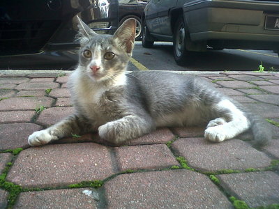 Handsome - Domestic Short Hair Cat