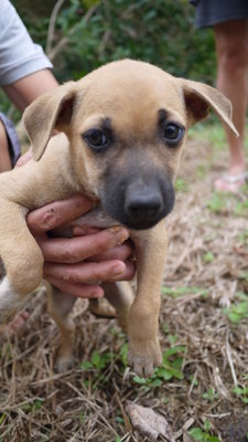 Hiker - Mixed Breed Dog