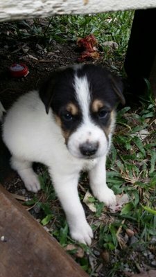 PF49413 - Mixed Breed Dog