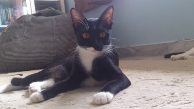 Marley - Domestic Short Hair Cat