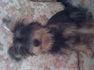 Asha - Silky Terrier Mix Dog