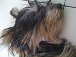 Asha - Silky Terrier Mix Dog