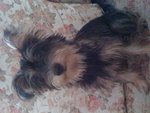 Asha - Silky Terrier Mix Dog