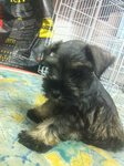 Miniature Schnauzer  - Schnauzer Dog