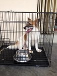 Ducky -welsh Corgi Mix For Adoption - Welsh Corgi Mix Dog