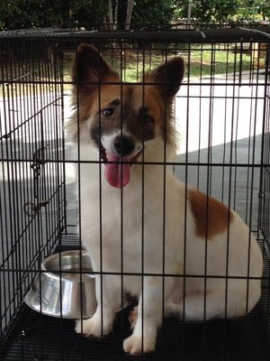 Ducky -welsh Corgi Mix For Adoption - Welsh Corgi Mix Dog