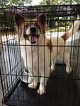 Ducky -welsh Corgi Mix For Adoption - Welsh Corgi Mix Dog