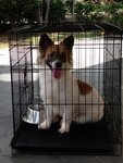 Ducky -welsh Corgi Mix For Adoption - Welsh Corgi Mix Dog