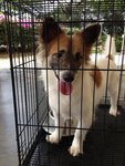 Ducky -welsh Corgi Mix For Adoption - Welsh Corgi Mix Dog