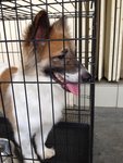 Ducky -welsh Corgi Mix For Adoption - Welsh Corgi Mix Dog