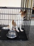 Ducky -welsh Corgi Mix For Adoption - Welsh Corgi Mix Dog