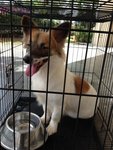 Ducky -welsh Corgi Mix For Adoption - Welsh Corgi Mix Dog