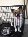 Ducky -welsh Corgi Mix For Adoption - Welsh Corgi Mix Dog