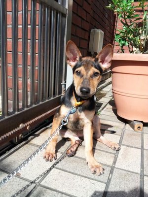 Rainbow - German Pinscher Mix Dog