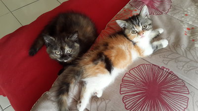 Mimie - Persian + Exotic Shorthair Cat