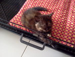 Mimie - Persian + Exotic Shorthair Cat
