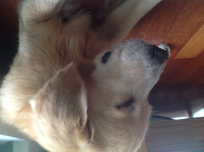 Luke - Golden Retriever Dog