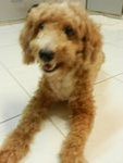 Odie - Poodle Dog