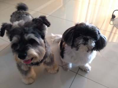 Dollar &amp; Teddy - Shih Tzu Dog