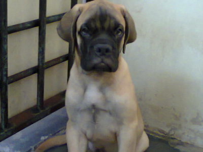 PF49470 - Bullmastiff Dog