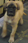 PF49470 - Bullmastiff Dog