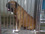 PF49470 - Bullmastiff Dog