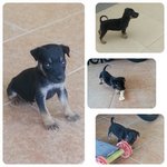 Adopted. Blacky. Male. Black shiny fur. Intelligent. Smallest size among the 5 puppies.