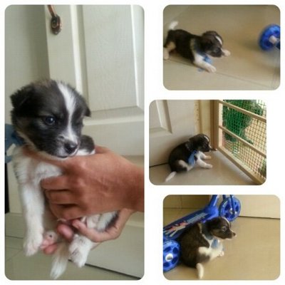 5 Puppies At Puchong - Mixed Breed Dog