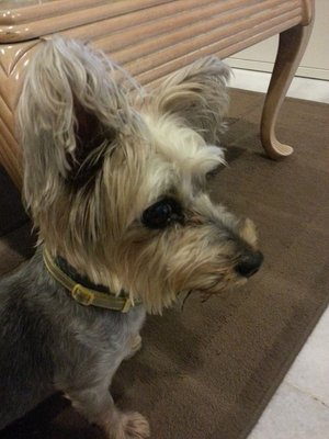 PF49473 - Silky Terrier Dog