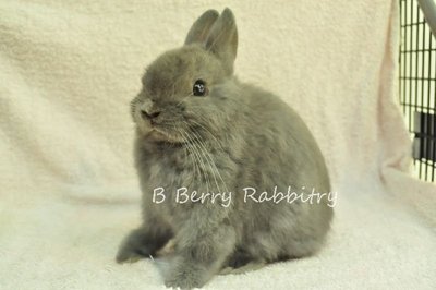 Netherland Dwarf - Blue 15 - Netherland Dwarf Rabbit