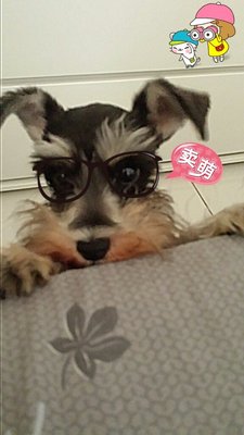 Coco - Schnauzer Dog