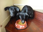 Black Beauties - Mixed Breed Dog