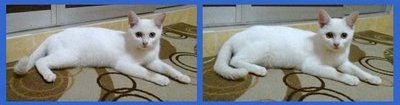 Putih - Domestic Short Hair Cat