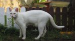 Putih - Domestic Short Hair Cat