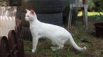 Putih - Domestic Short Hair Cat