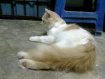 Jelly - Ragdoll Cat