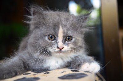 Grey Persian Kitten (2months Old) - Persian + Ragamuffin Cat