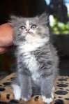 Grey Persian Kitten (2months Old) - Persian + Ragamuffin Cat