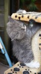 Grey Persian Kitten (2months Old) - Persian + Ragamuffin Cat