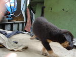 Puppy keeps moving, very hard to get photo.