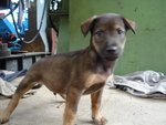 Brownie - Mixed Breed Dog