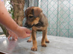 Brownie - Mixed Breed Dog