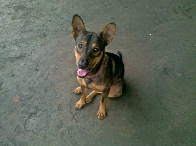 Brownie - Mixed Breed Dog