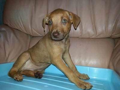 Brownie - Mixed Breed Dog