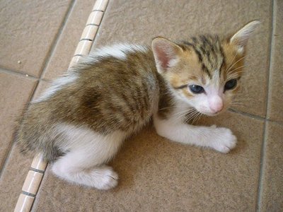 Puffy - Domestic Short Hair Cat