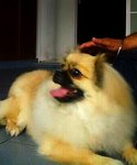 Puffy - Pomeranian + Pekingese Dog