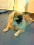 Puffy - Pomeranian + Pekingese Dog